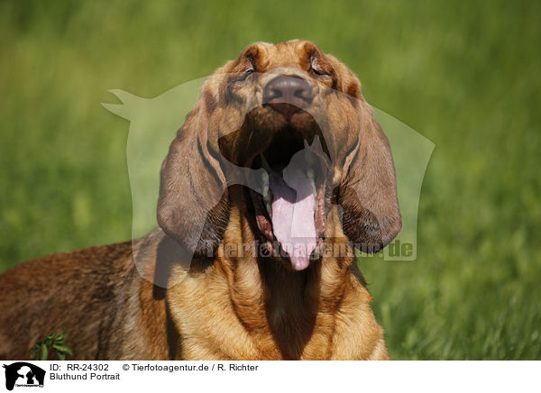 Bluthund Portrait / RR-24302