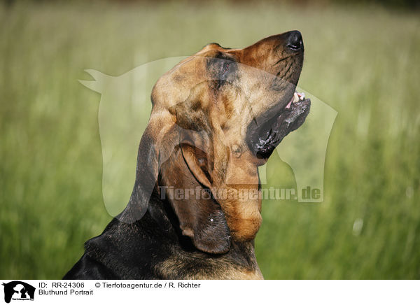Bluthund Portrait / RR-24306