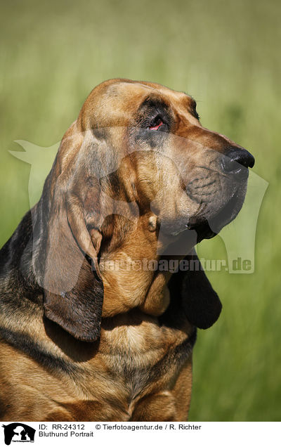 Bluthund Portrait / RR-24312