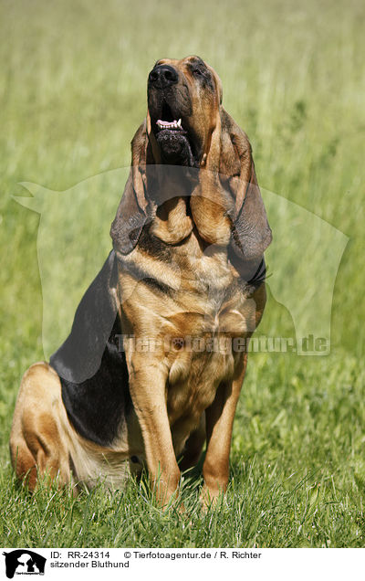 sitzender Bluthund / sitting Bloodhound / RR-24314