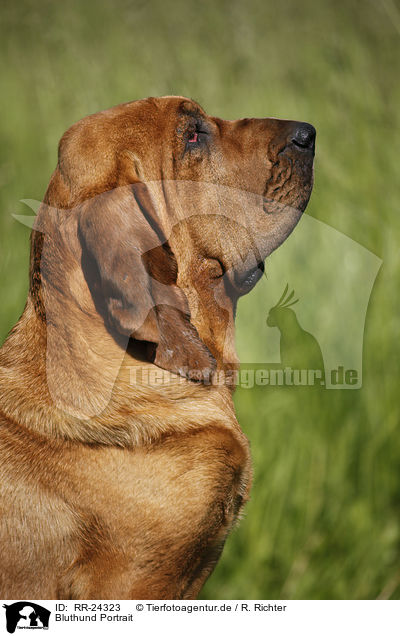 Bluthund Portrait / RR-24323