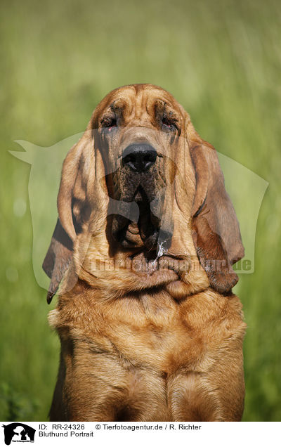 Bluthund Portrait / RR-24326