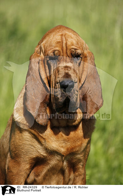 Bluthund Portrait / RR-24329