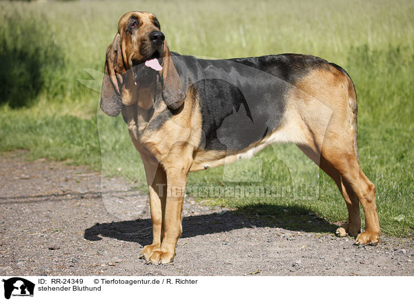 stehender Bluthund / standing Bloodhound / RR-24349