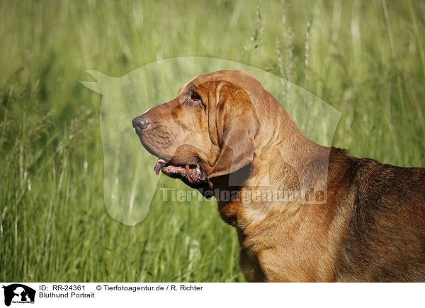Bluthund Portrait / RR-24361