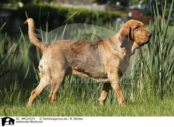 stehender Bluthund / standing Bloodhound / RR-24374
