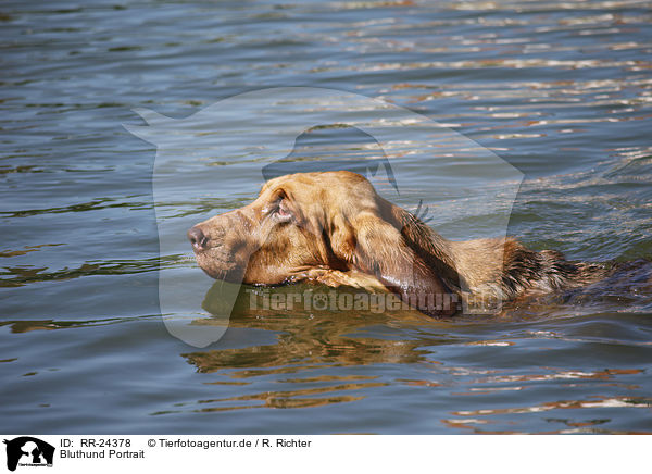 Bluthund Portrait / Bloodhound Portrait / RR-24378