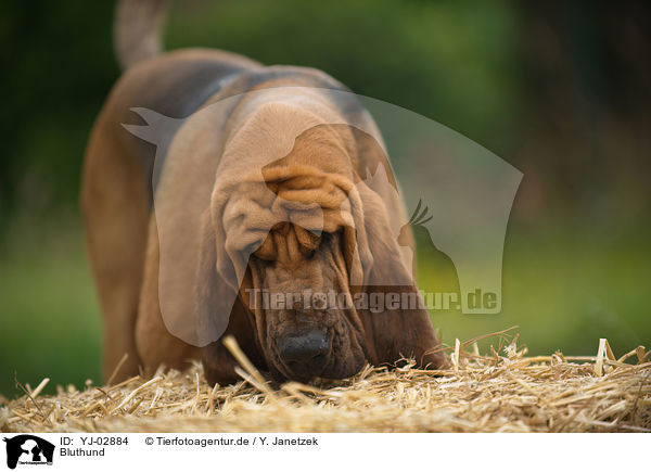 Bluthund / Bloodhound / YJ-02884
