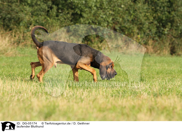 laufender Bluthund / walking Bloodhound / DG-05174