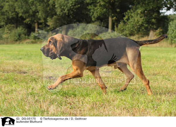 laufender Bluthund / walking Bloodhound / DG-05175