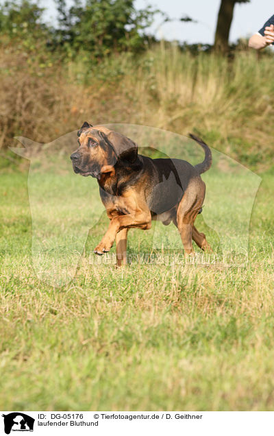 laufender Bluthund / walking Bloodhound / DG-05176