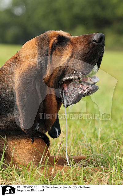 liegender Bluthund / lying Bloodhound / DG-05183
