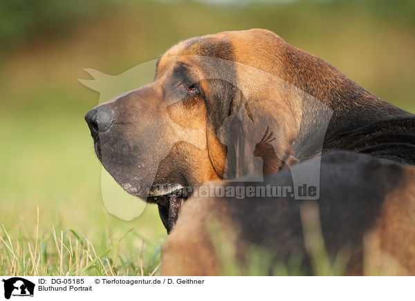 Bluthund Portrait / Bloodhound Portrait / DG-05185