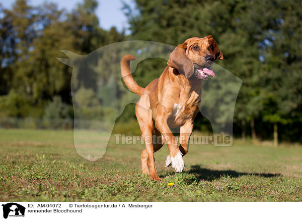rennender Bloodhound / AM-04072