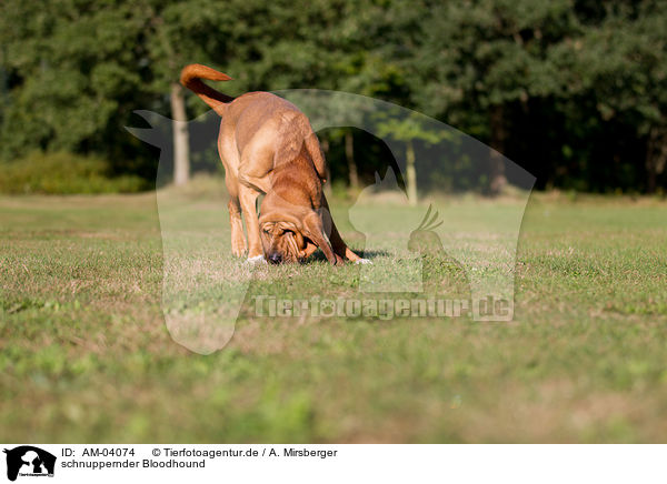 schnuppernder Bloodhound / AM-04074