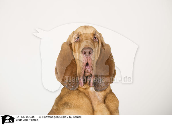 Bluthund Portrait / Bloodhound Portrait / NN-09035