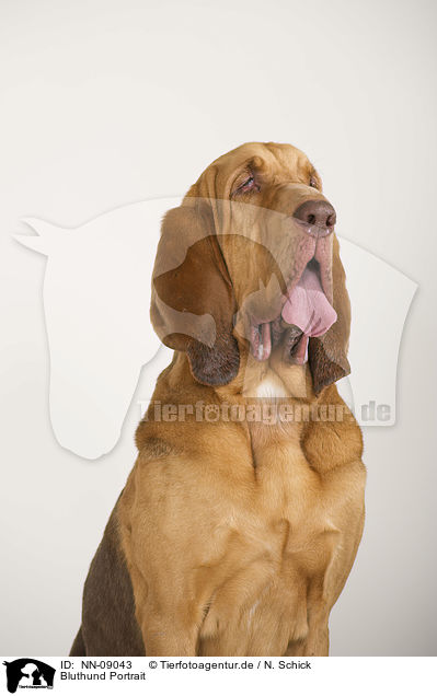 Bluthund Portrait / Bloodhound Portrait / NN-09043