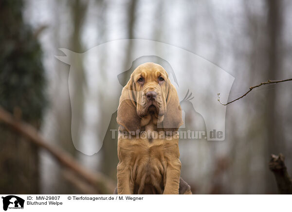 Bluthund Welpe / Bloodhound puppy / MW-29807