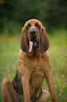 sitzender Bloodhound