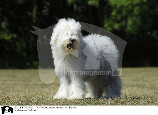 stehender Bobtail / standing Bobtail / SST-03725