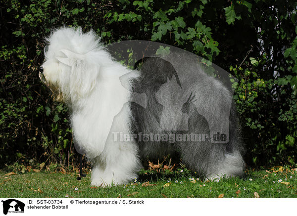 stehender Bobtail / standing Bobtail / SST-03734