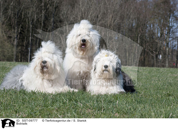 Bobtails / Old English Sheepdogs / SST-09777