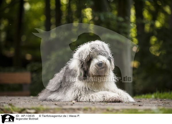 liegender Bobtail / lying Bobtail / AP-13635