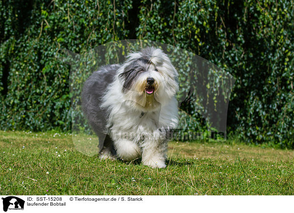 laufender Bobtail / walking Old English Sheepdog / SST-15208