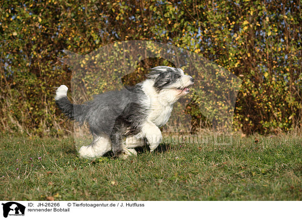 rennender Bobtail / running Old English Sheepdog / JH-26266