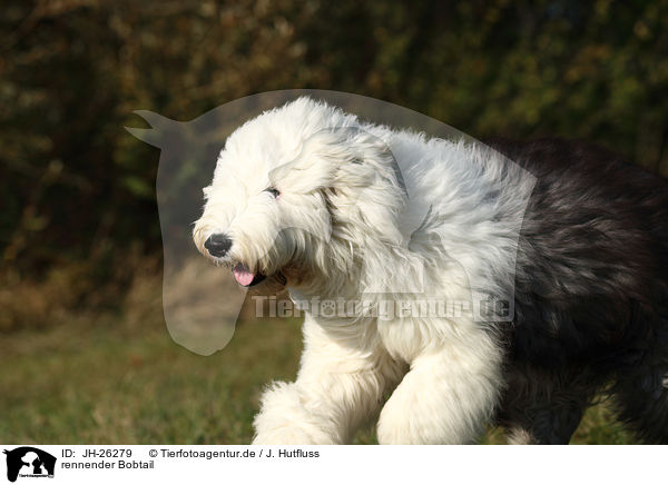 rennender Bobtail / running Old English Sheepdog / JH-26279