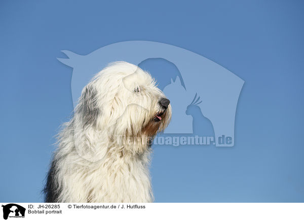 Bobtail portrait / Old English Sheepdog Portrait / JH-26285