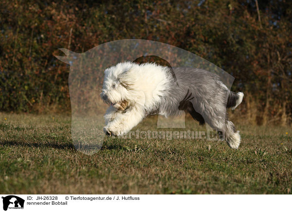 rennender Bobtail / running Old English Sheepdog / JH-26328