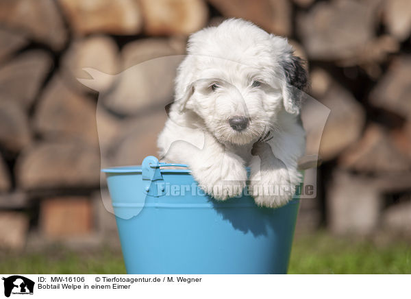 Bobtail Welpe in einem Eimer / Old English Sheepdog Puppy in a bucket / MW-16106