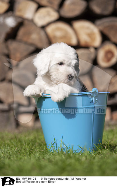 Bobtail Welpe in einem Eimer / Old English Sheepdog Puppy in a bucket / MW-16108