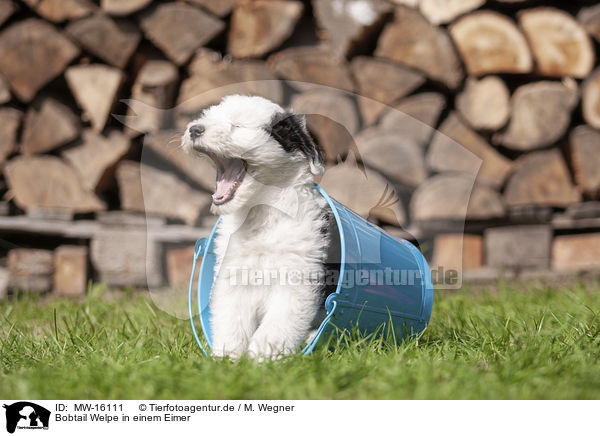 Bobtail Welpe in einem Eimer / Old English Sheepdog Puppy in a bucket / MW-16111