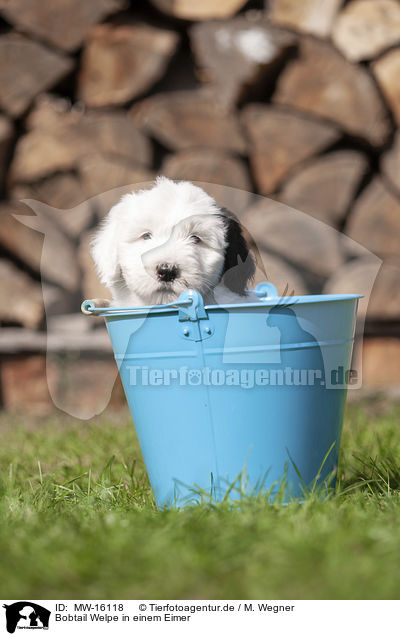 Bobtail Welpe in einem Eimer / Old English Sheepdog Puppy in a bucket / MW-16118