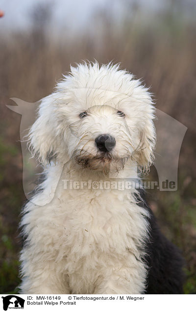 Bobtail Welpe Portrait / Old English Sheepdog Puppy portrait / MW-16149