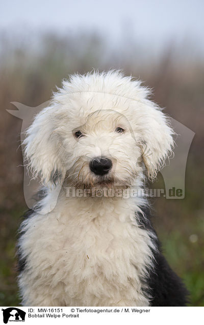 Bobtail Welpe Portrait / Old English Sheepdog Puppy portrait / MW-16151