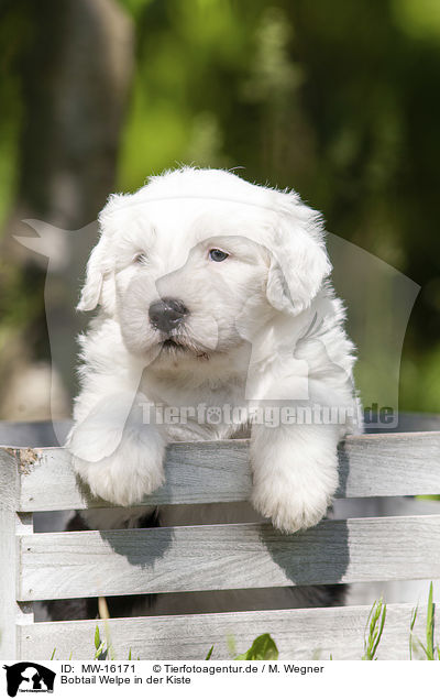 Bobtail Welpe in der Kiste / Old English Sheepdog Puppy in the box / MW-16171