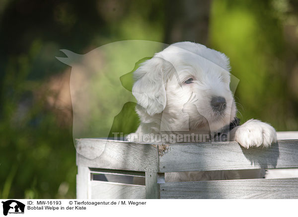 Bobtail Welpe in der Kiste / Old English Sheepdog Puppy in the box / MW-16193