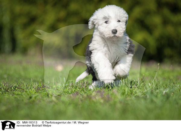 rennender Bobtail Welpe / running Old English Sheepdog Puppy / MW-16313