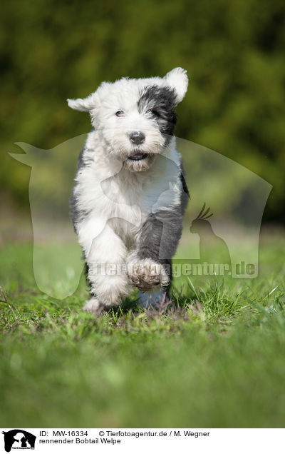 rennender Bobtail Welpe / running Old English Sheepdog Puppy / MW-16334