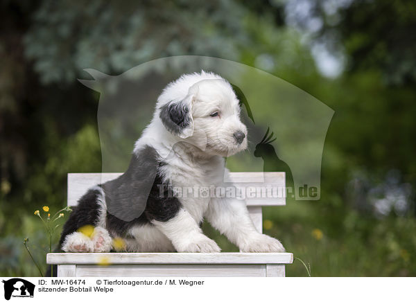 sitzender Bobtail Welpe / sitting Old English Sheepdog Puppy / MW-16474