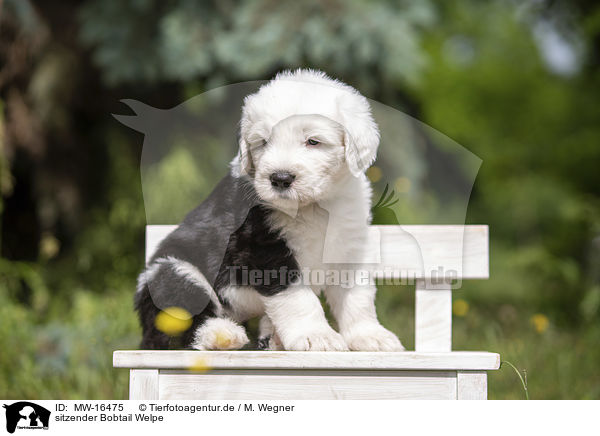 sitzender Bobtail Welpe / sitting Old English Sheepdog Puppy / MW-16475