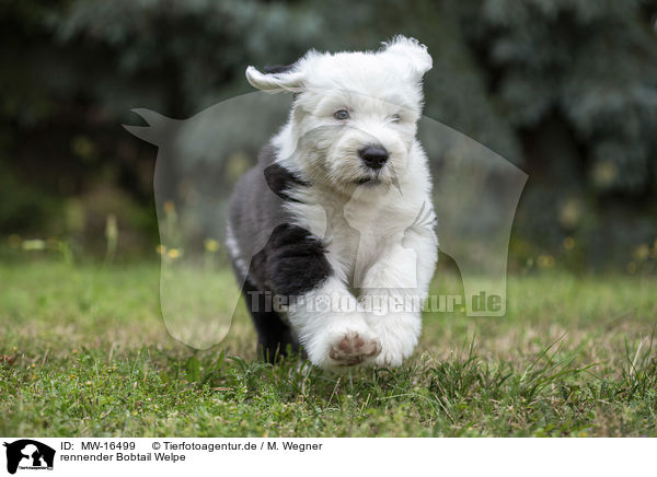 rennender Bobtail Welpe / running Old English Sheepdog Puppy / MW-16499
