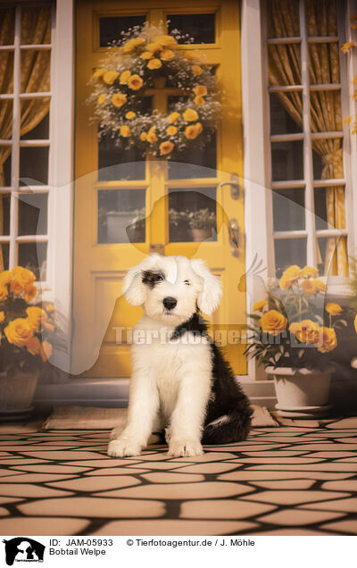 Bobtail Welpe / Old English Sheepdog / JAM-05933