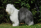 stehender Bobtail