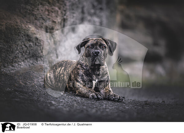 Boerboel / Boerboel / JQ-01908