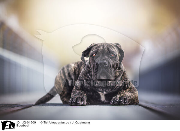 Boerboel / Boerboel / JQ-01909