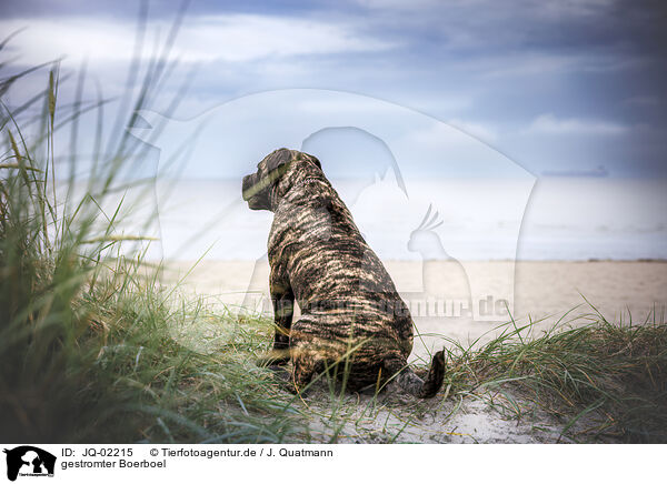 gestromter Boerboel / brindled Boerboel / JQ-02215